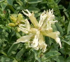 Astragalus bolanderi