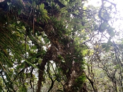 Stelis ornata