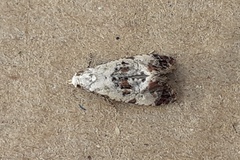 Neocochylis hybridella