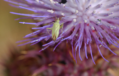 Thiomiris sulphureus
