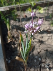 Allium proliferum