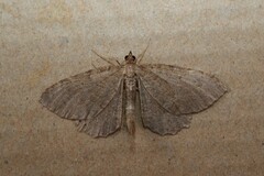 Philereme vetulata