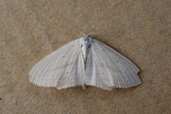 Scopula emutaria