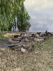 Alopochen aegyptiaca