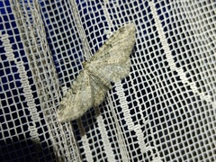 Eupithecia semigraphata