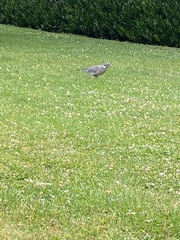 Columba palumbus