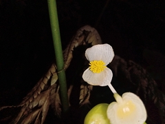 Begonia multistaminea