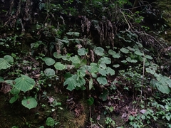 Begonia multistaminea