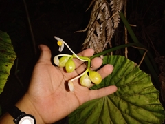 Begonia multistaminea