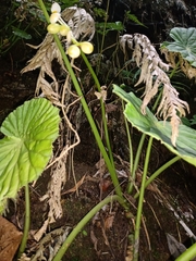 Begonia multistaminea
