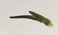 Trichostomum crispulum