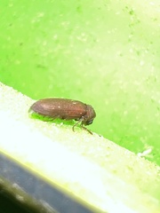 Anobium punctatum