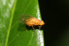 Lauxaniinae
