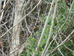 Carduelis carduelis britannica