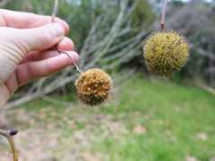 Carduelis carduelis britannica
