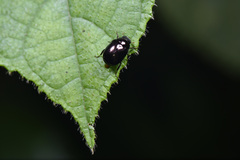 Apogonia