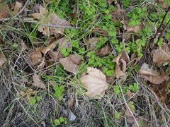 Carduelis carduelis britannica