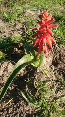 Lachenalia bulbifera