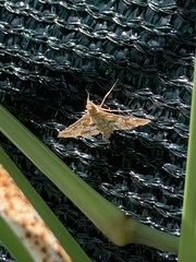 Sameodes