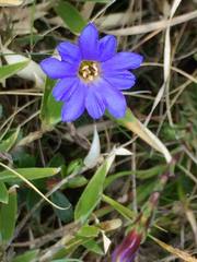 Gentiana arisanensis