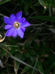 Gentiana arisanensis