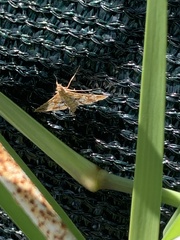 Sameodes