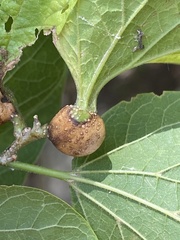 Pachypsylla venusta