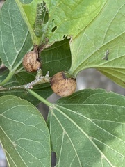 Pachypsylla venusta