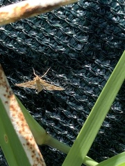 Sameodes