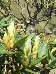 Rhododendron pseudochrysanthum