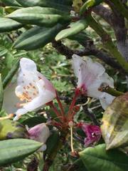 Rhododendron pseudochrysanthum