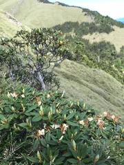 Rhododendron pseudochrysanthum
