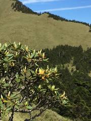 Rhododendron pseudochrysanthum