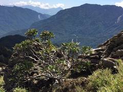 Rhododendron pseudochrysanthum