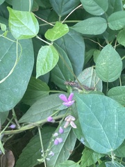 Phaseolus polystachios