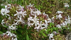 Saponaria officinalis