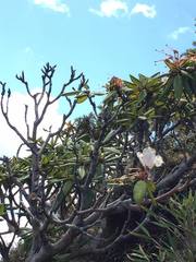 Rhododendron pseudochrysanthum