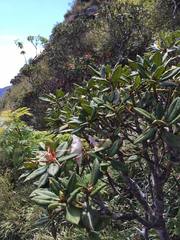 Rhododendron pseudochrysanthum