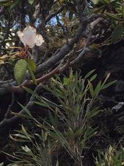 Rhododendron pseudochrysanthum