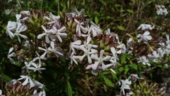 Saponaria officinalis