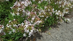 Saponaria officinalis