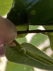 Celticecis pubescens