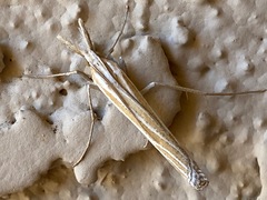 Eufernaldia cadarellus