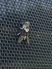 Tabanus trimaculatus