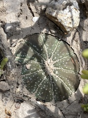 Astrophytum asterias