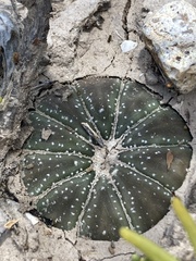 Astrophytum asterias