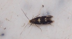 Bucculatrix cidarella