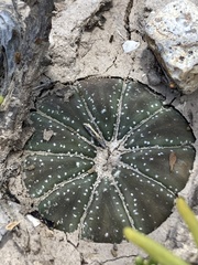Astrophytum asterias