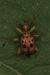 Hoplapoderus
