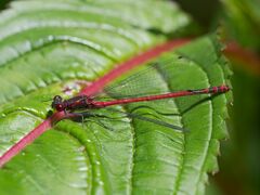 Pyrrhosoma nymphula